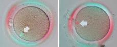 不妊治療の顕微授精に特化したICSI / IMSI用電動倒立顕微鏡「ECLIPSE Ti2-I」を発売
