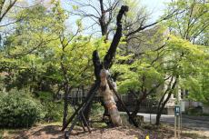 【武蔵大学】伐採される木々を救いたい！ 国立第二小学校から武蔵大学へ ― 桜ともみじが植樹されました ―