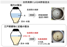 江戸期書物「本朝食鑑」記載の米酢製造法を再現、乳酸発酵酢が江戸期まで酢料理に使われていた説を提唱