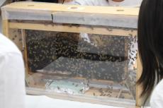 【武蔵大学】子供たちに蜂の役割や大切さを伝えるBee Schoolが開催されました ～江古田ミツバチ・プロジェクト×ゲラン～
