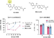 ずっと効く免疫抑制化合物の発見