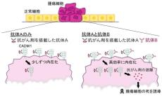 がん細胞に薬剤を高効率に取り込ませる新たな手法を発見　抗がん剤を効果的に送り込む「薬物送達ベクター」の開発応用に期待