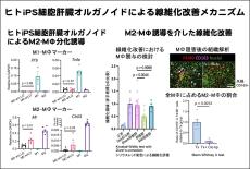 ヒトiPS細胞由来の肝臓オルガノイド移植による革新的な肝線維化治療法の開発