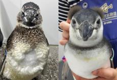 【すみだ水族館】すみだ水族館のペンギンたちの換羽のようすがわかる
「すみペン羽コレ2024」を開催