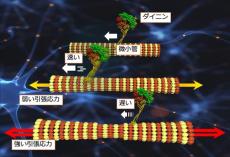 微小管の引張が促進するダイニン物質輸送－新たな細胞制御メカニズムの解明
