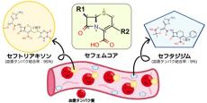 半世紀来の謎だったセファロスポリン系抗菌薬が薬によって多様な血漿タンパク結合率を示す理由を原子レベルで解明