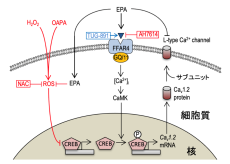 エイコサペンタエン酸が心筋細胞の機能を正常化させる仕組みを発見　食事による不整脈の予防法開発に期待