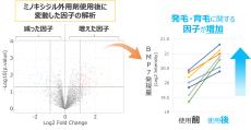 世界で初の発見！ミノキシジルの「発毛スイッチの痕跡」【大正製薬】