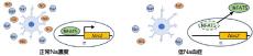 慢性低ナトリウム血症とその急速補正がミクログリアの機能に影響を与えることを発見