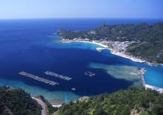 【すみだ水族館】今年も小笠原諸島からすみだ水族館へ
アオウミガメの赤ちゃんを9月14日より一般公開