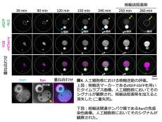 世界初！卵子にDNA溶液を注入することで人工細胞核の構築に成功　細胞核の機能獲得メカニズムの一端を明らかに