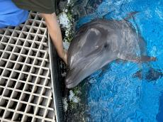 【京都水族館】ハンドウイルカ「ツムギ」の2歳をみんなでお祝い
「ツムギのお誕生日会」を開催！