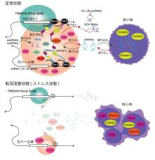 “スナップショット”解析によって核内構造体が形成されるメカニズムが明らかに