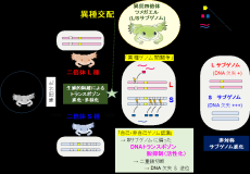 "種とは何か"の分子基盤の解明へ--利己的DNAによる「異種ゲノム間闘争」 --北里大学