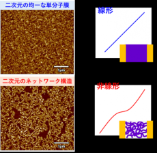 有機半導体高分子を用いたニューロモルフィックマテリアル：分子一層のネットワークで脳の機能を模倣