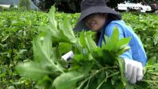 亡き父の遺志を継ぎ、藍染の魅力を伝える藍染職人の“夢のカタチ”！