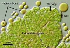 石油を作る微細藻類に遺伝子解析からアプローチ　本学ホームページ連載「研究力」№３を配信　環境工学科 河村耕史准教授--大阪工業大学