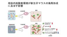 【東京医科大学】母胎内低酸素環境が新生仔マウスの海馬形成に及ぼす影響を解明（社会人大学院生、医学科リサーチ・コース学生が発見）