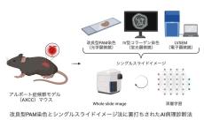 遺伝性腎疾患の病理診断にAIを活用する新たな手法を開発