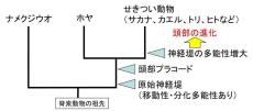 【甲南大学／中部大学】ヒトの頭をつくる組織の「元」をホヤで発見！脊椎動物における頭部の進化の謎解明に期待 ― 研究成果が英国科学雑誌Natureに掲載