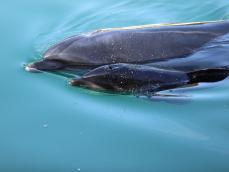 【下田海中水族館】元気に育て！イルカの赤ちゃん！！ ～イルカの赤ちゃんが誕生しました～