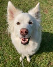 【バレーボール】木村沙織さん、【水泳】星奈津美さんらが、犬猫の動物福祉啓発に向けたアニマル・ドネーション『AWGsアンバサダー』に就任！
～他にも11名がアンバサダーとして活動開始～