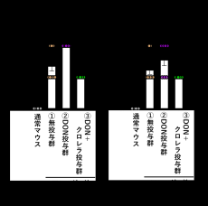 【麻布大学】ヤエヤマクロレラの摂取が、マイコトキシンの一種であるデオキシニバレノールにより増悪する皮膚アレルギー症状を軽減する可能性を示す研究結果を確認