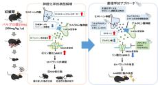 セロトニンとグルタミン酸の相互作用による自閉スペクトラム症の新たな病態メカニズムを解明