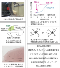 幼少期の脳における記憶維持にはたらくオステオクリン ～ヒヨコ脳の大脳皮質にあたる領域の研究から--北里大学