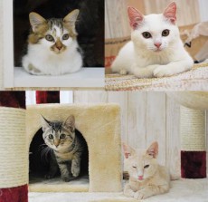 東京初進出 譲渡型猫カフェ にゃんくる蒲田店 が10月31日にopen 約30匹の猫ちゃんがお出迎え 5日間限定のお得なキャンペーン開催 記事詳細 Infoseekニュース