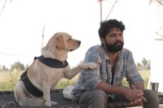 【何観る週末シネマ】インドでは珍しいストレートな”犬映画”『チャーリー』が感動を呼ぶ