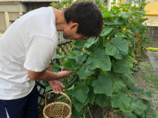  篠原信一、自宅の家庭菜園をブログで公開「美味しそう」 
