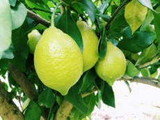  紗栄子、栽培中のレモンの木に実がなり「素敵な１日」 