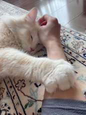  DAIGO 愛猫ジルにゾッコン！まったり写真に「可愛い～」 