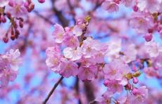 千鳥ノブ、満開の桜での写真にツッコミ続々「吹いた」