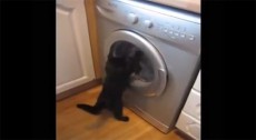  【超高速】黒猫VSドラム式洗濯機 
