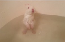  【癒される】ウサギの赤ちゃんのお風呂の様子がかわいすぎる件 