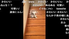  【猫動画】階段を寝たままでろんでろんに流れ落ちる姿が「かわええww」 