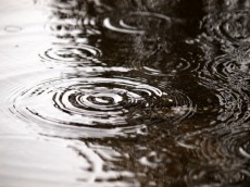  梅雨シーズン突入！ 愛犬家の雨の日のお散歩事情について聞いてみた 