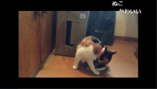  【猫動画】三毛猫が一瞬にして早着替え!? 