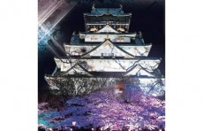  夜桜を存分に楽しめる「大坂城 夜桜イルミナージュ」開催中！ 