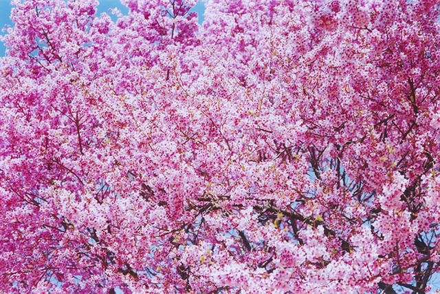 代官山で蜷川実花の“桜”写真展、自身のブランド販売も