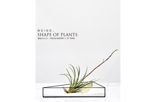 不思議なカタチの植物“ティランジア”が集結、「SHAPE OF PLANTS 植物のかたち」開催