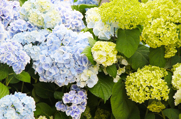 「アジサイと水生植物のある風景」、フラワーショップ「フーガ」が代官山蔦屋書店で展示会