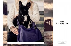 COACH最新キャンペーンのモデルは「セレブ犬」。第1弾はレディー・ガガの愛犬