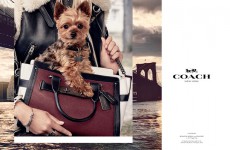 “COACH×セレブ犬”第2弾、アリアナ・グランデ＆ミランダ・カーの愛犬が登場