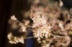 アンダーズ 東京のルーフトップでお花見。桜にちなんだスイーツやカクテルも登場