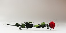 大人のためのコンセプトストア「ネミカ」、プロダクトデザイナー寺山紀彦による“ローズ”アートを期間限定で展開