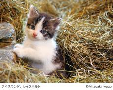 岩合光昭写真展 「こねこ」を2月16日から日本橋三越本店で開催。今年の干支『トラ』の写真も紹介