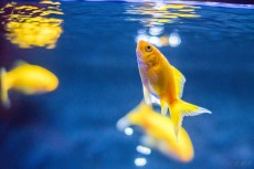 すみだ水族館で体験型の金魚鑑賞「東京金魚ワンダーランド2019」開催